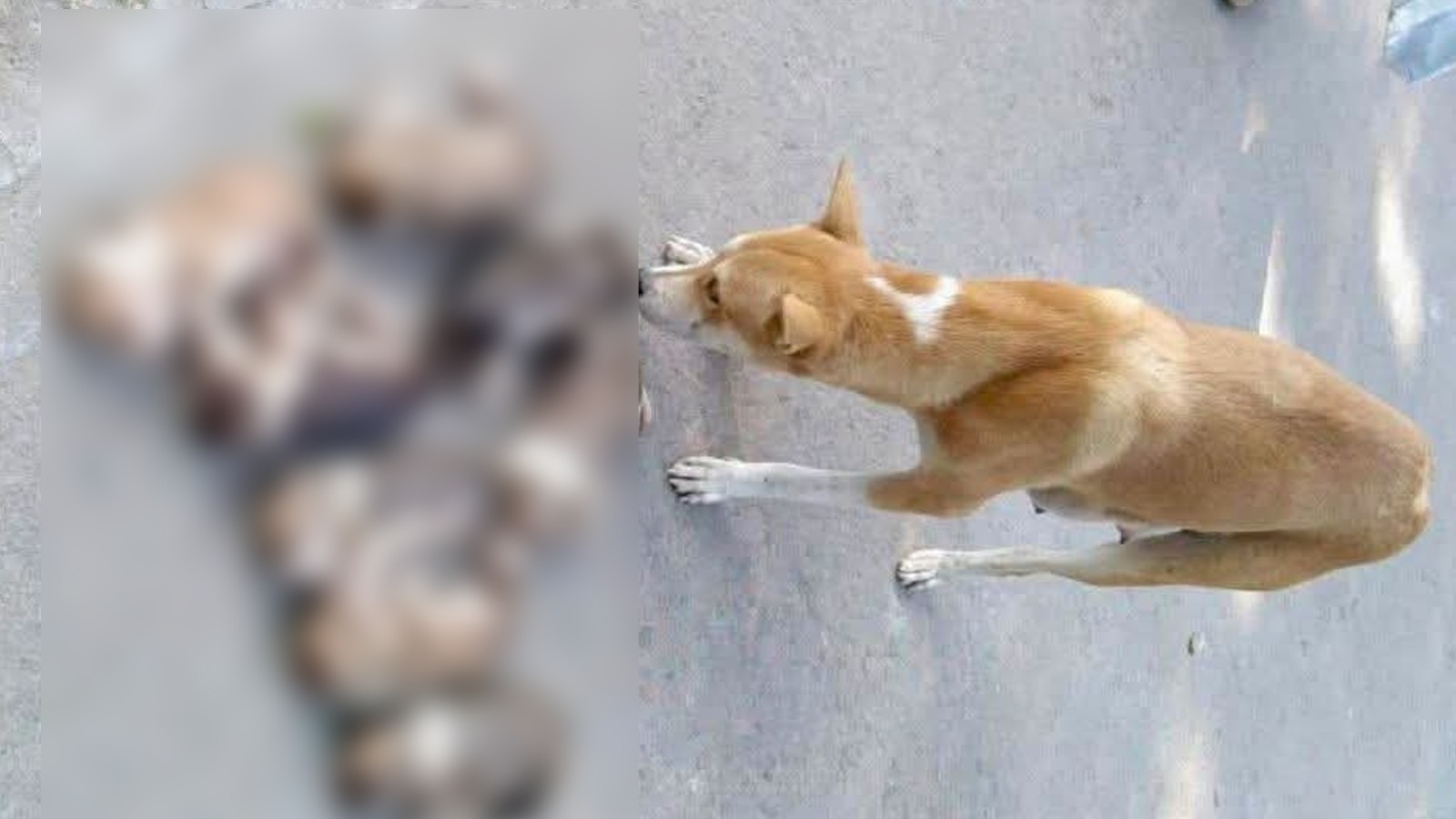 ঈশ্বরদীতে ৮ কুকুরছানাকে পুকুরে ফেলে হত্যা: কর্মকর্তার বিরুদ্ধে ব্যবস্থা