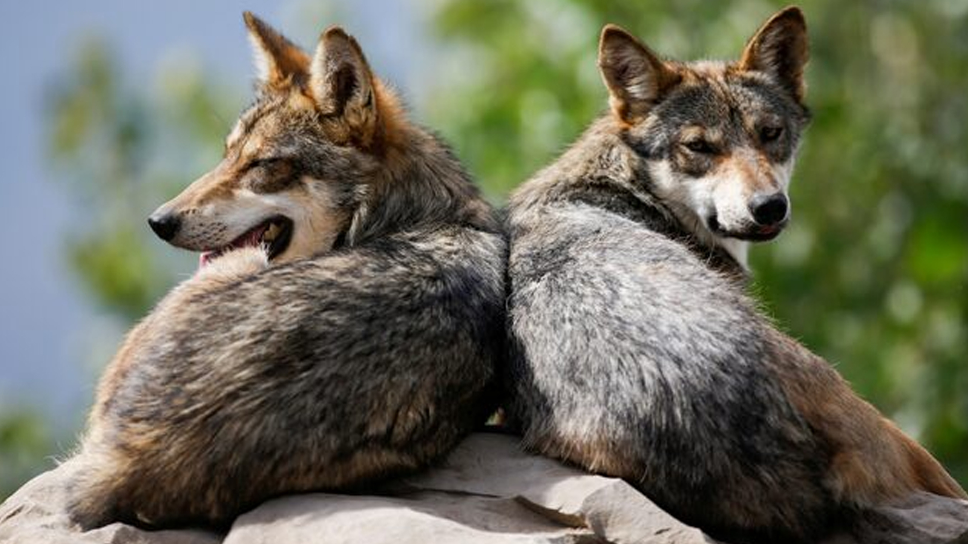 নেকড়ে কেন রাতে বের হয়?