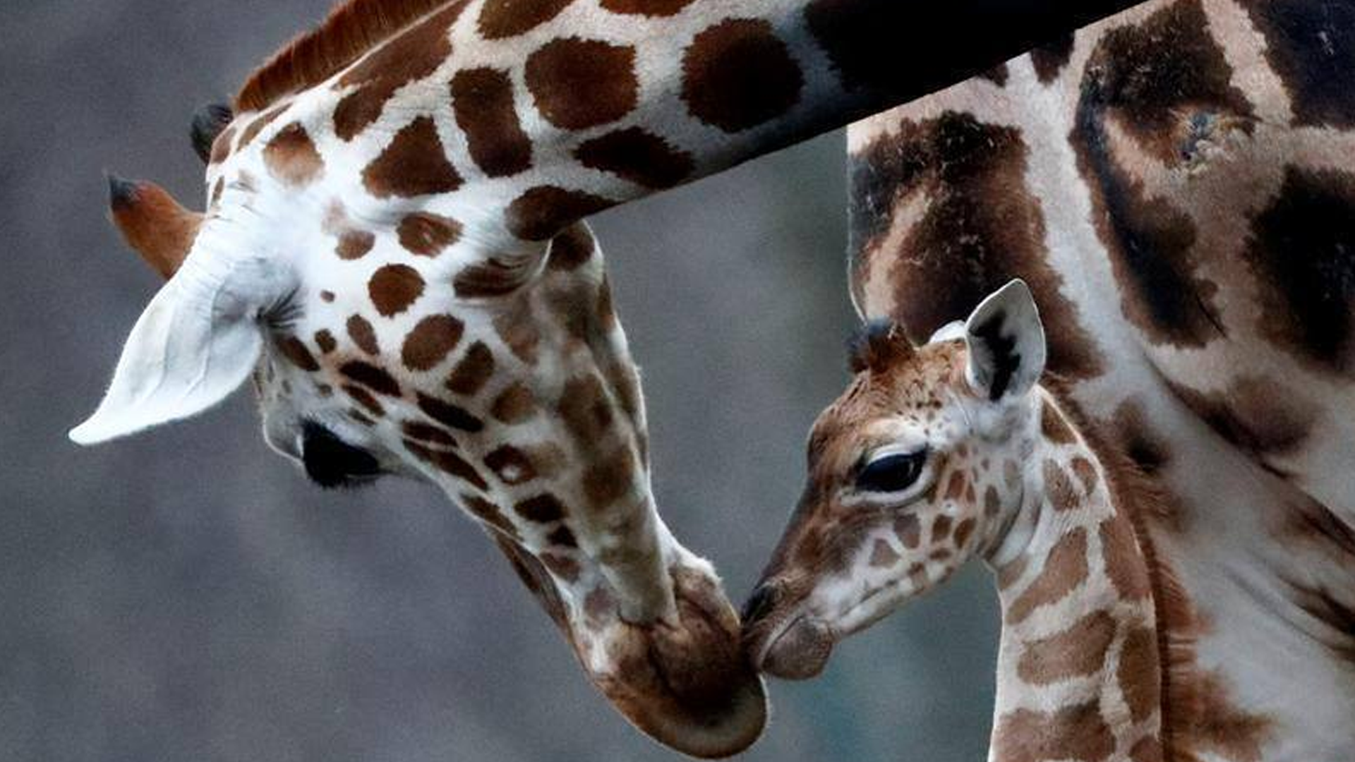 জিরাফের গায়ে দাগ থাকে কেন