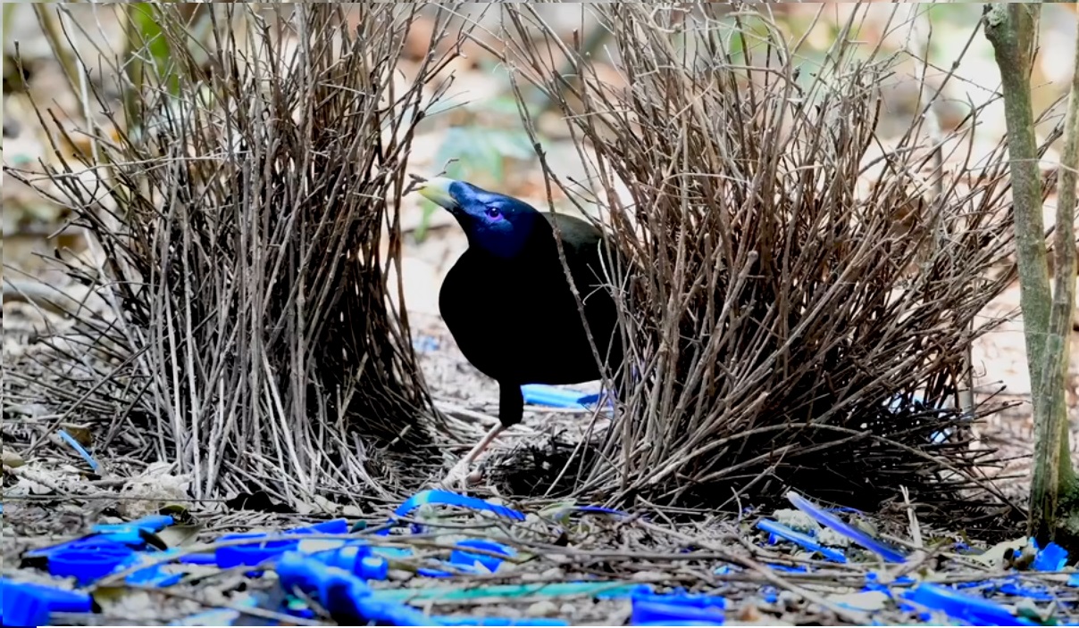 বাওয়ারবার্ড। ছবি: সংগৃহীত