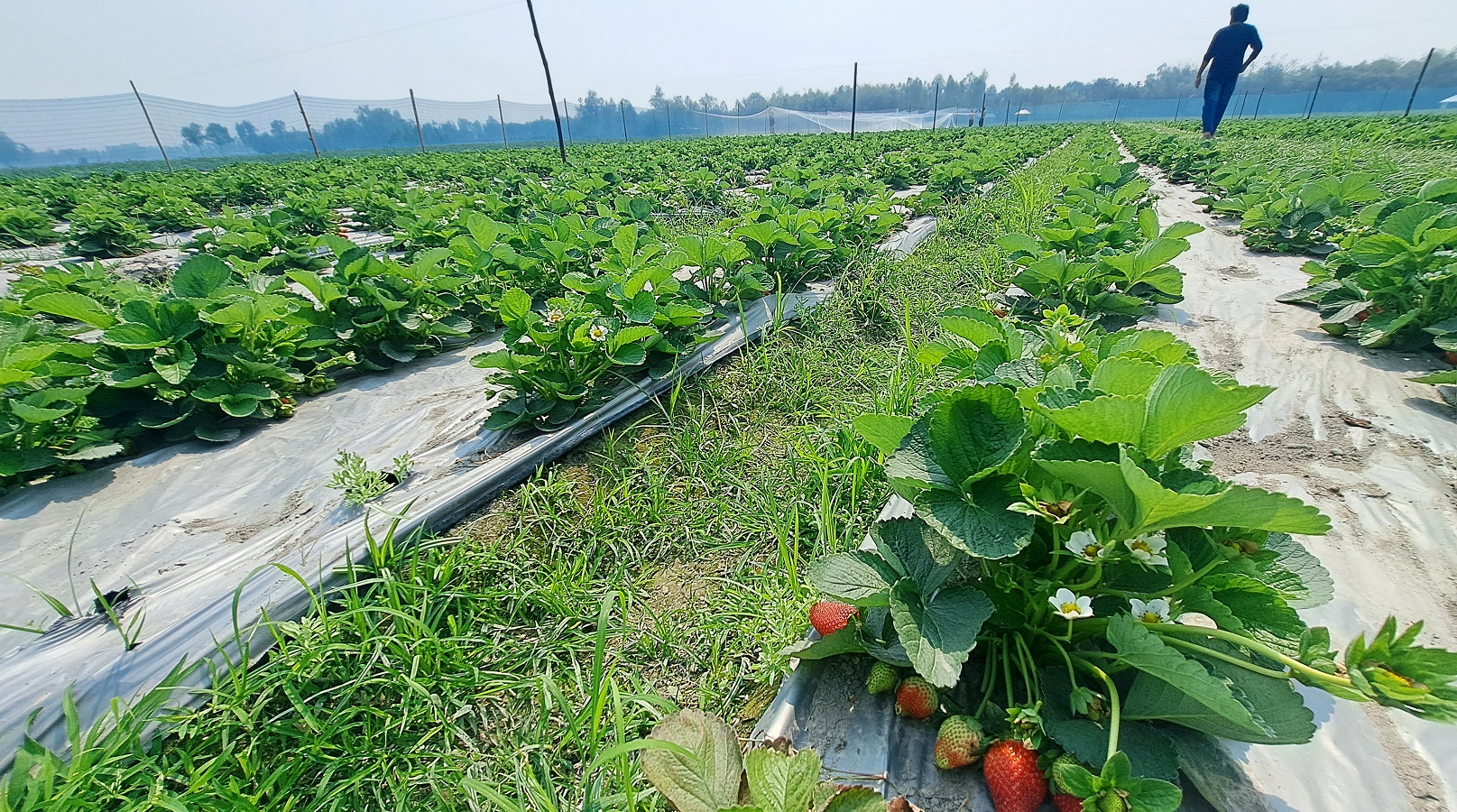 ছবি: এস দিলীপ রায়