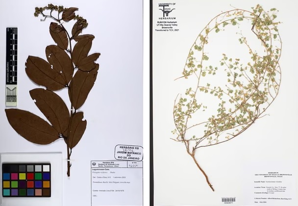 ফুল ফোটার সময় পরিবর্তন।