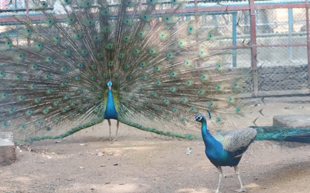 ছবি: প্রবীর দাশ/ স্টার