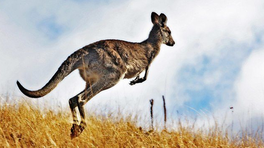 Kangaroo