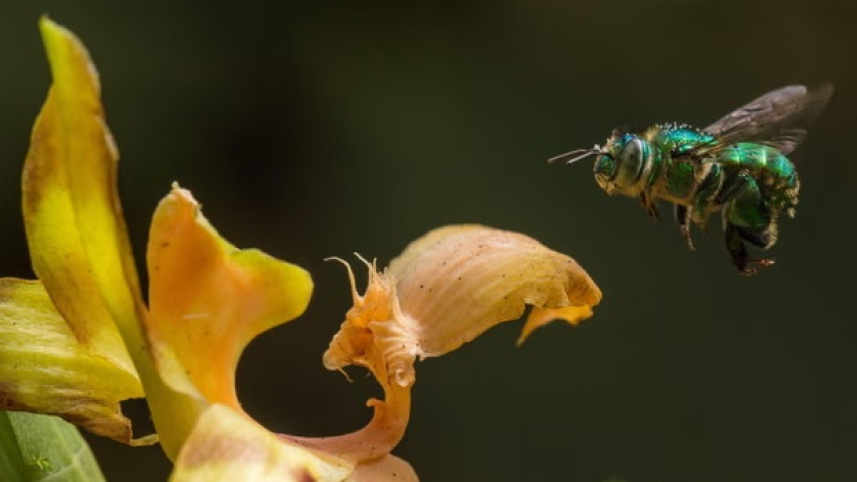 ফুল ফোটার সময় পরিবর্তন হয়েছে। ছবি: গার্ডিয়ান