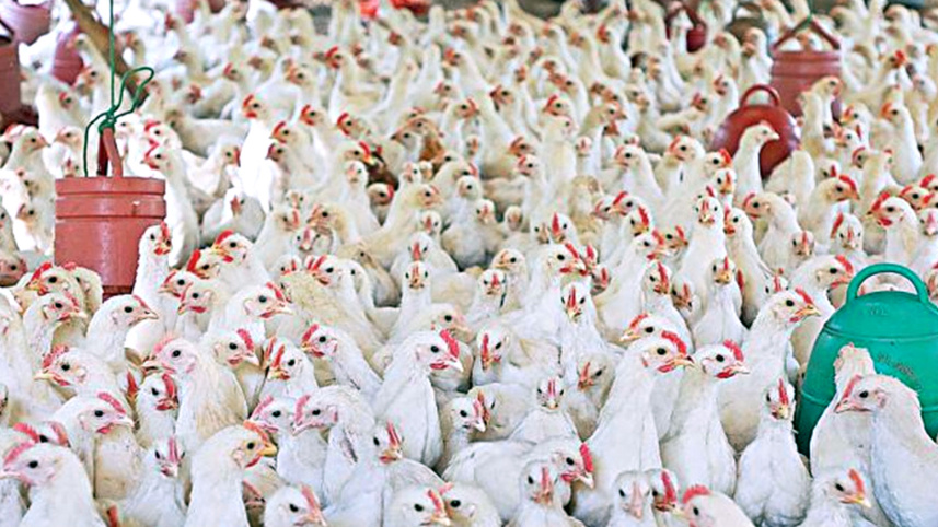 ব্রয়লার মুরগি