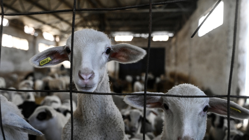 গ্রিসের একটি খামারের ভেতর বেশ কয়েকটি ভেড়া দেখা যাচ্ছে। ছবি: এএফপি