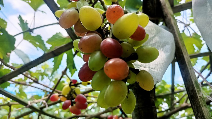 আঙুর চাষ