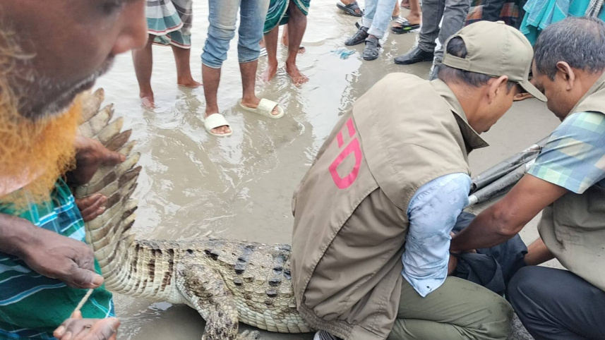crocodile