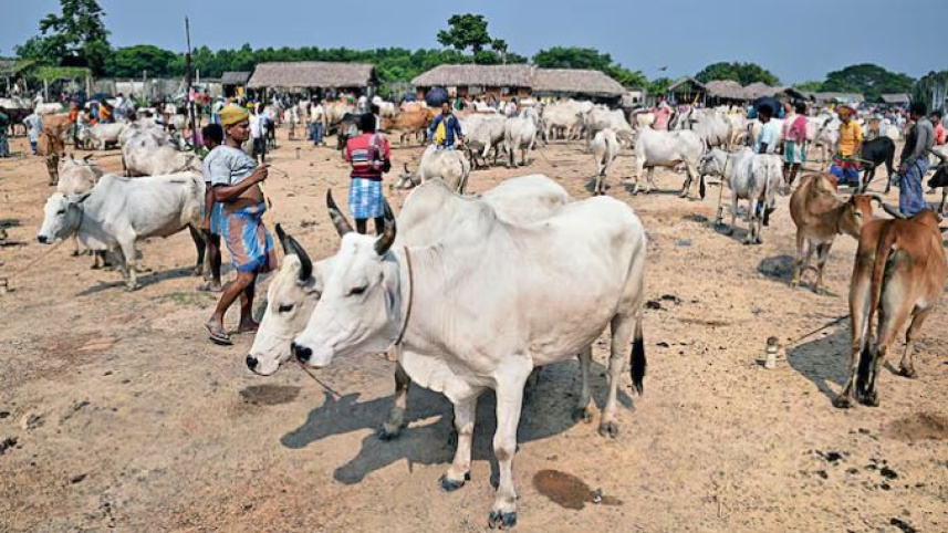 পশ্চিমবঙ্গের বিরভূম জেলার সুখবাজার গরুর হাট। ফাইল ছবি: সংগৃহীত