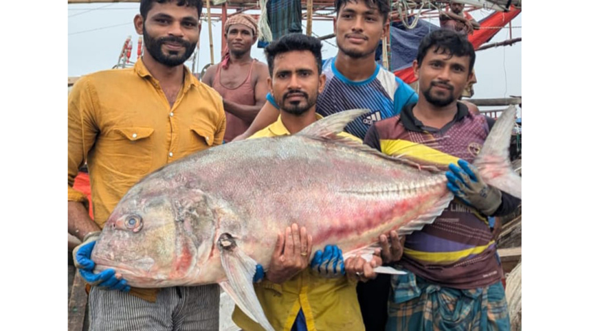 তবল-মাছ