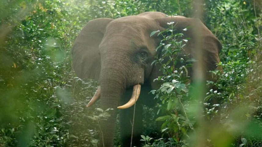 elephant