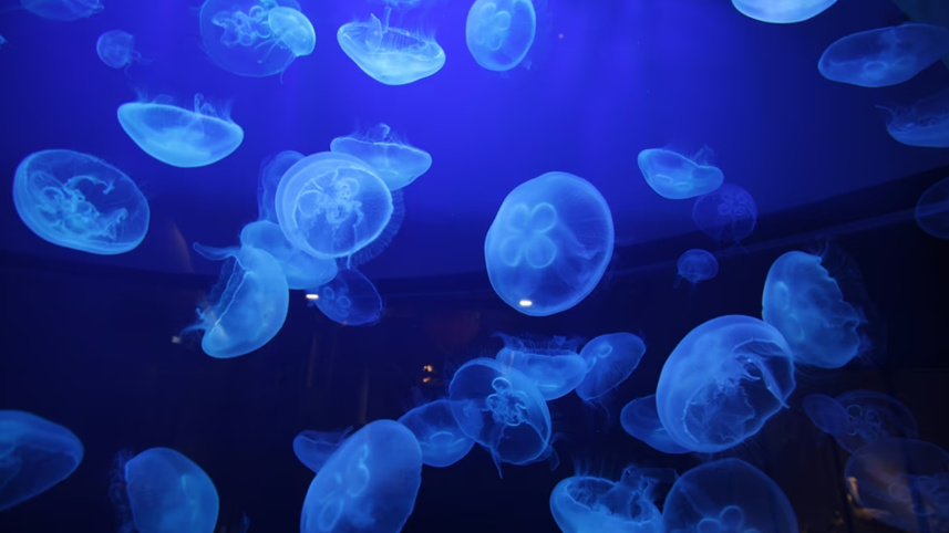 jellyfish
