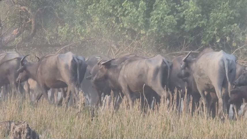 wild buffalow