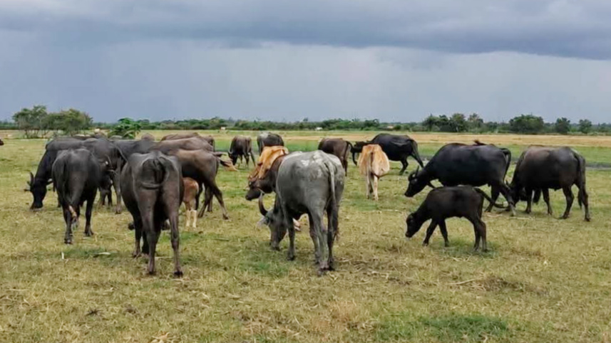 যমুনার চর। ছবি: স্টার