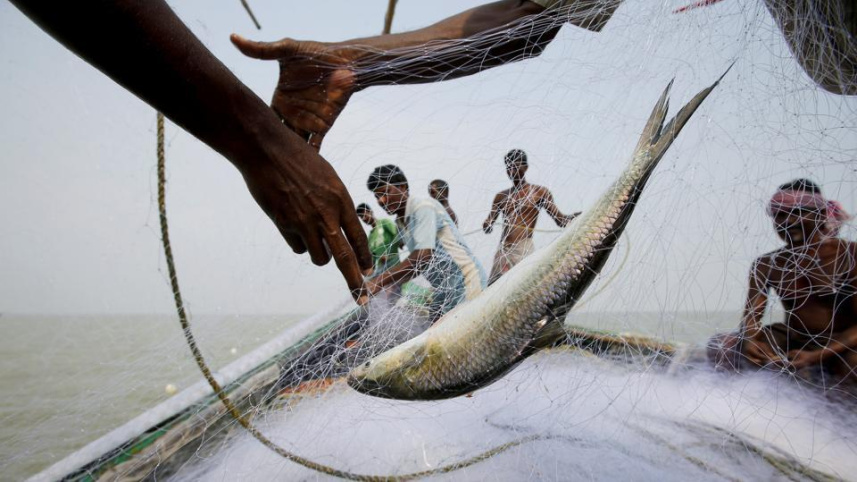 Hilsa