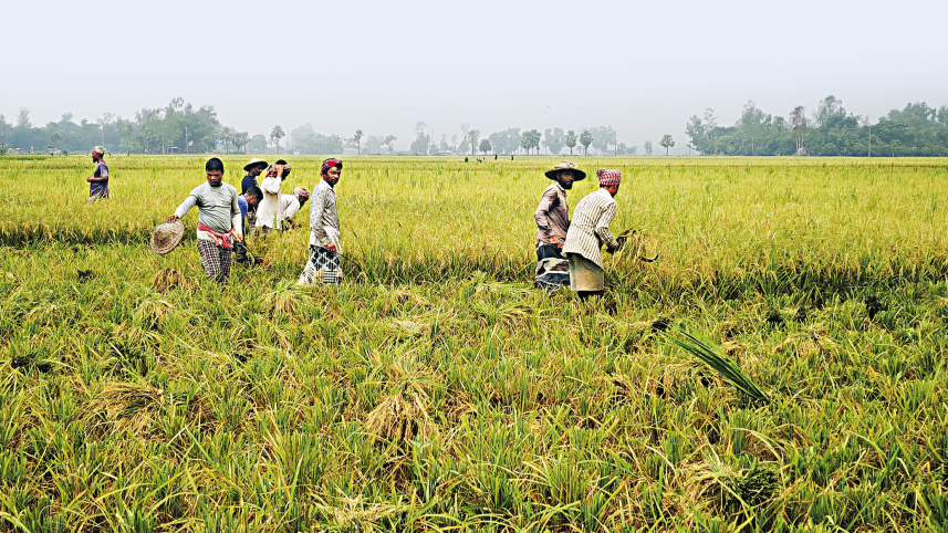 আউশের ভালো ফলন, তবুও লোকসানে কৃষক