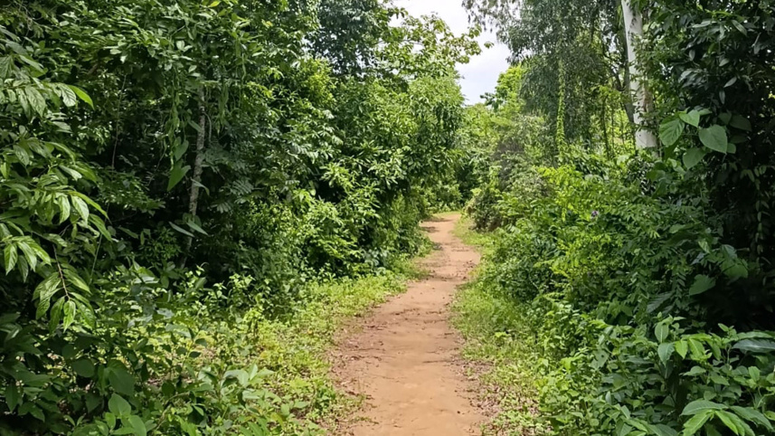 Maheshkhali forest