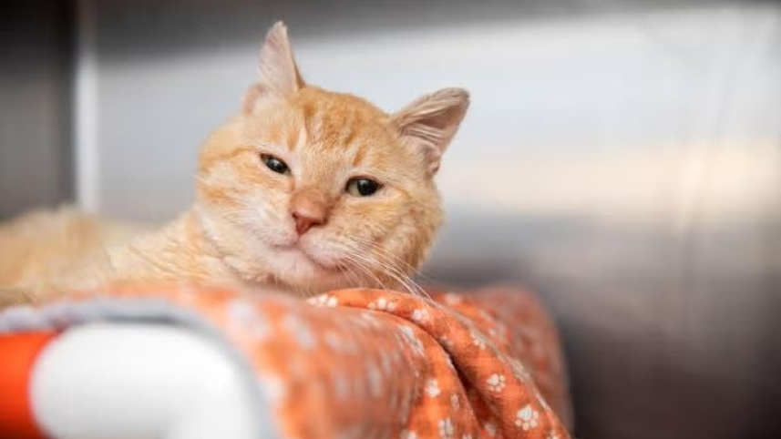 ORANGE CAT