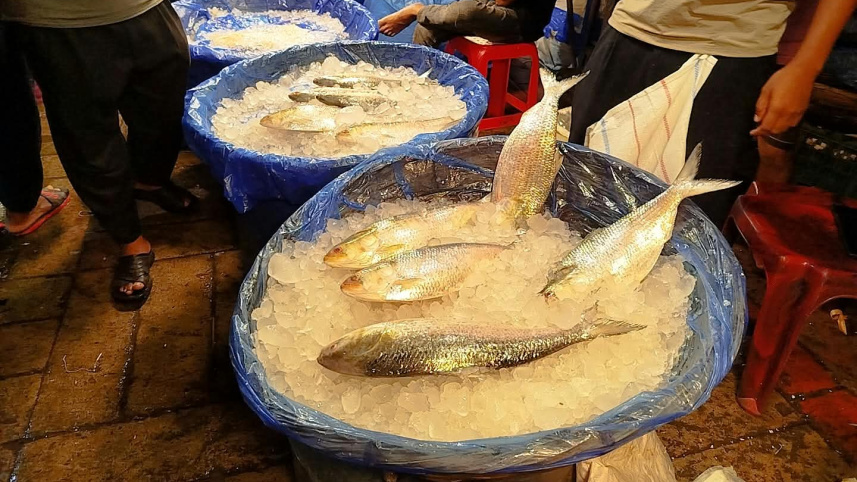 Hilsa