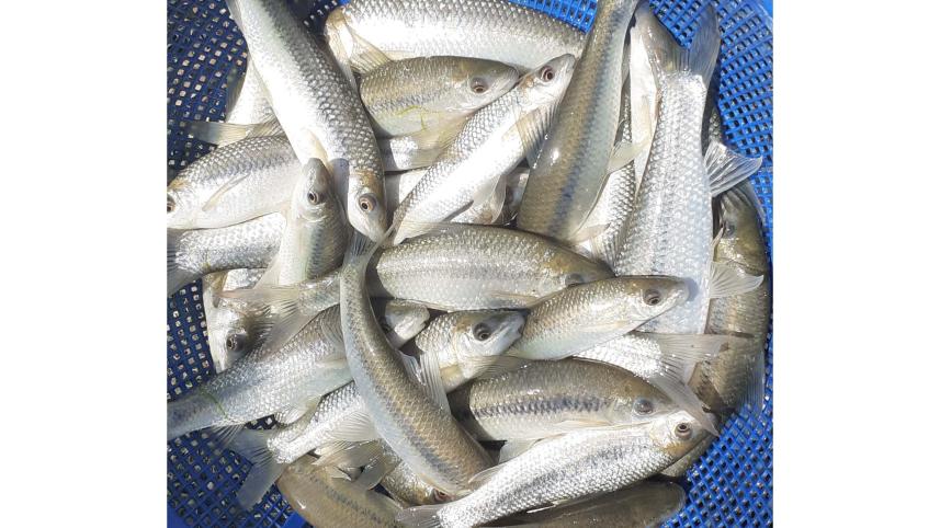 Angush Fish.jpg