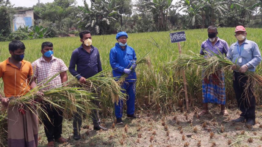 B-Hybrid 5 paddy.jpg