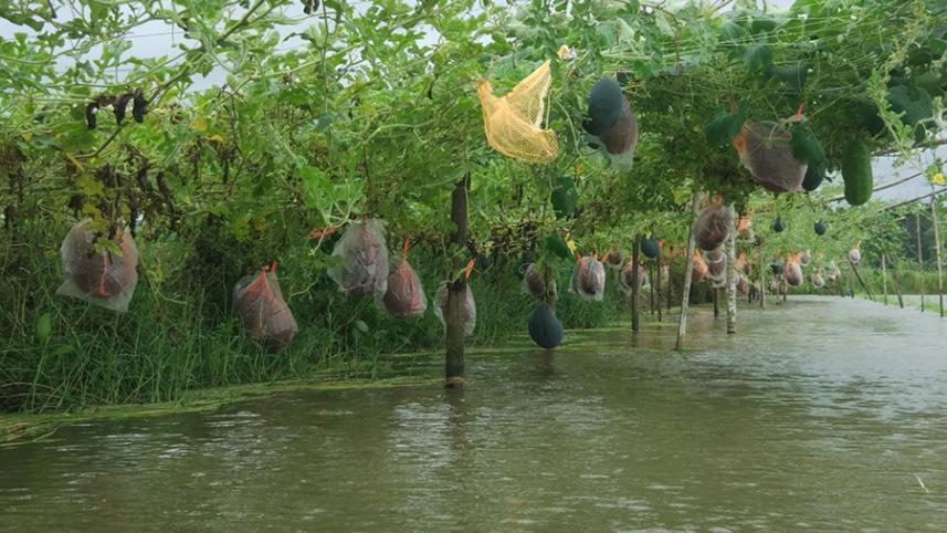 Baerhat watermelon.jpg