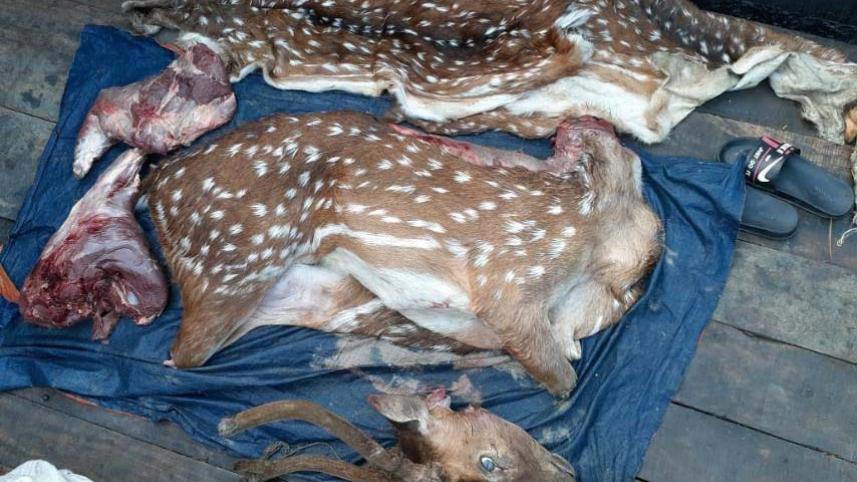 Bagerhat Deer.jpg
