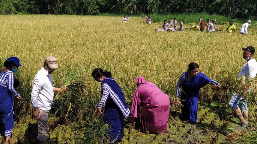 Bagerhat Paddy.jpg