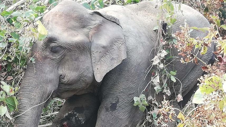 bandarban_elephant-2.jpg