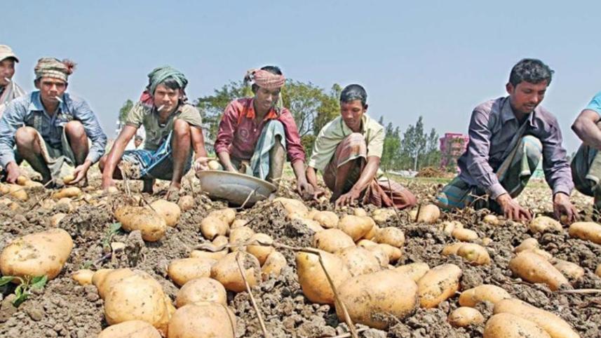 bangladesh_potato_farmers_0_0.jpg
