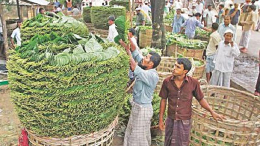betel_leaf_teknaf.jpg