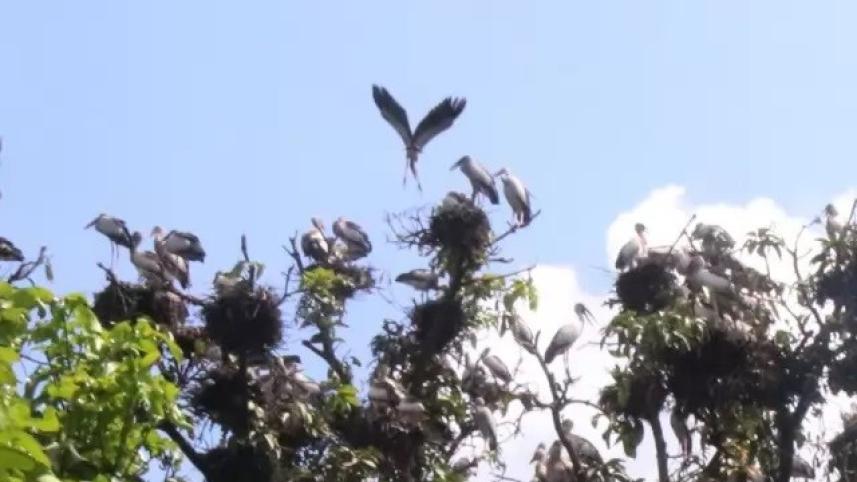 bird_nest.jpg