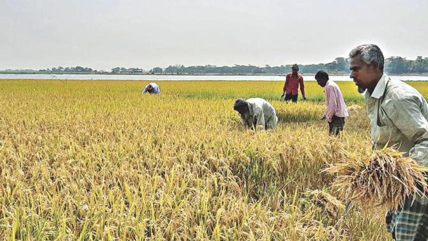boro_harvest-1.jpg