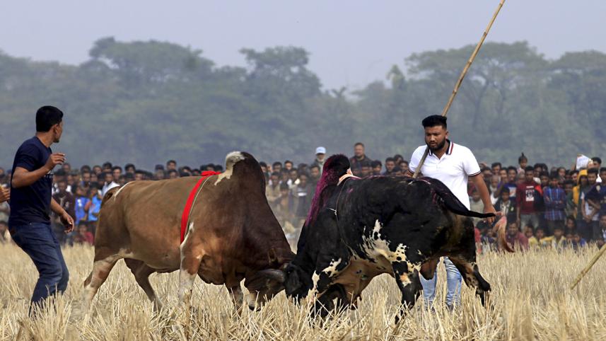 Bull Fight