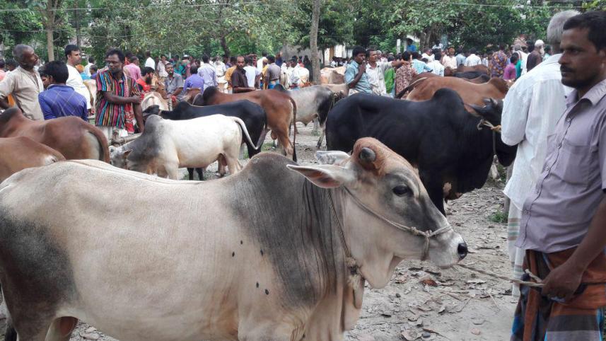 cattle