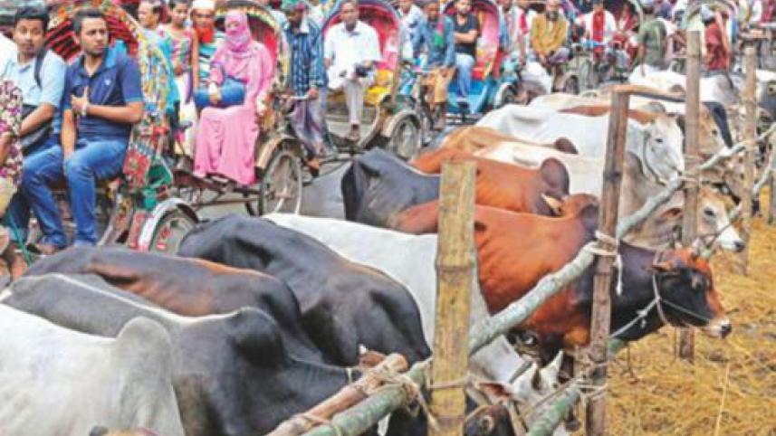 cattle market