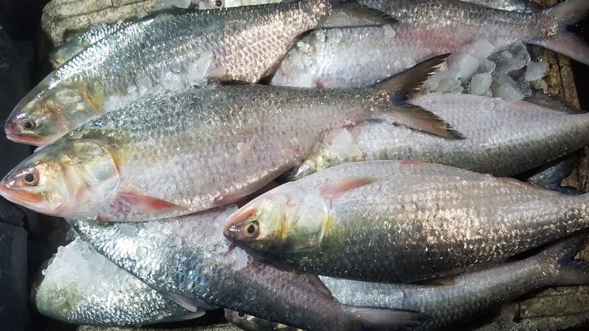 chandpur hilsa