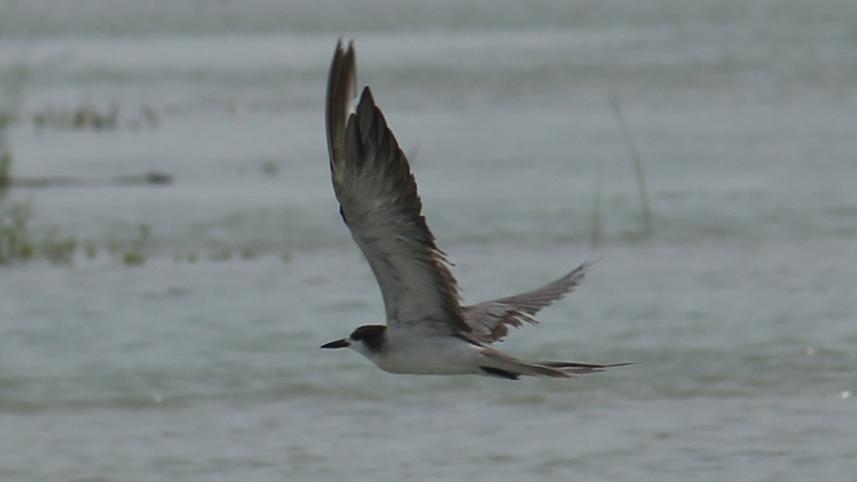 Chapai bird.jpg