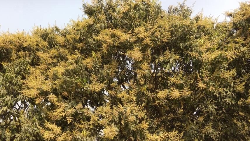 Chapainawabganj photo-2.jpg