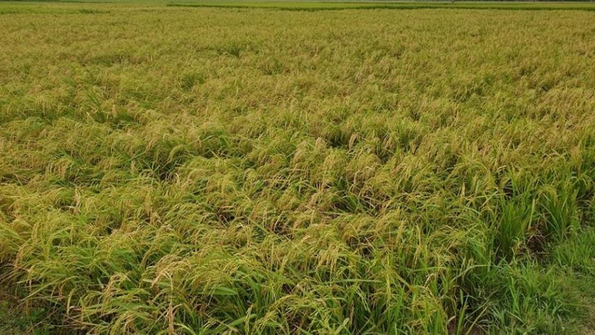 comilla paddy field.jpg
