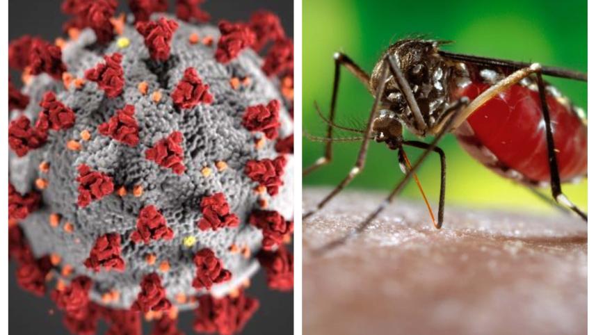 Corona and Dengue.jpg