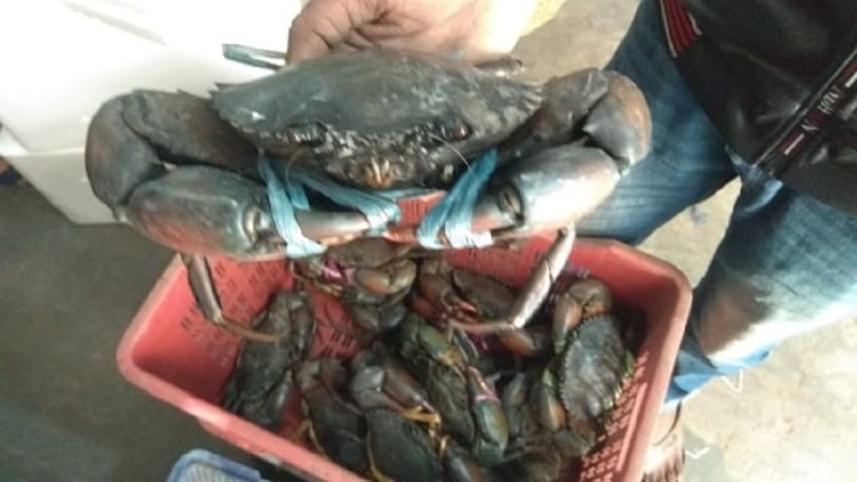 crab_2.jpg