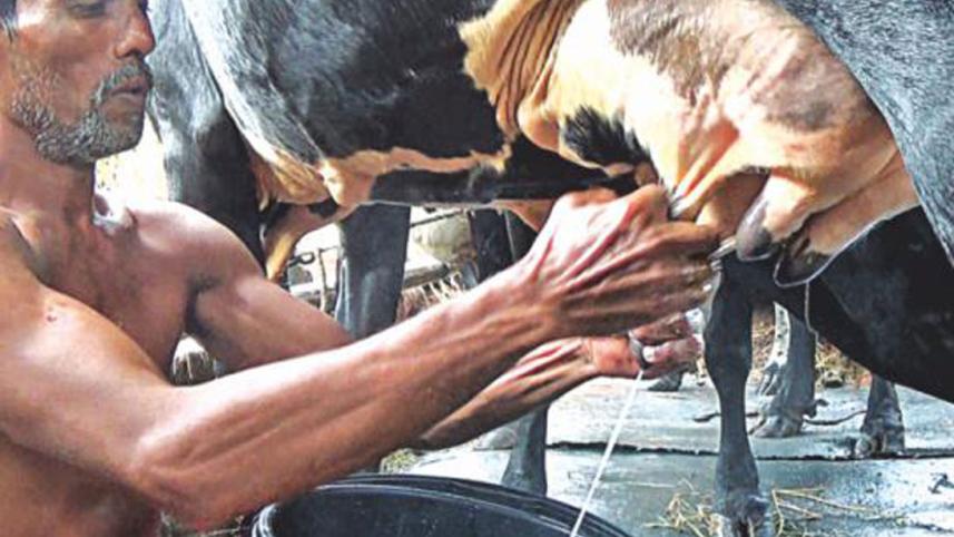 dairy farmer