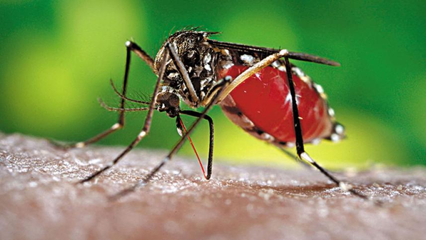 Dengue