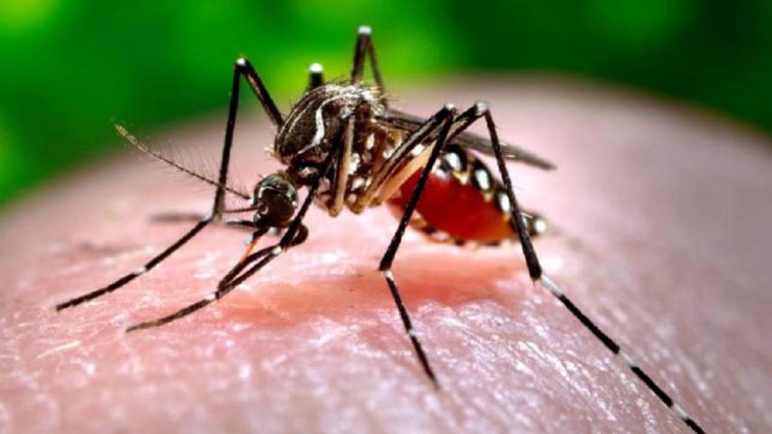 dengue.jpg