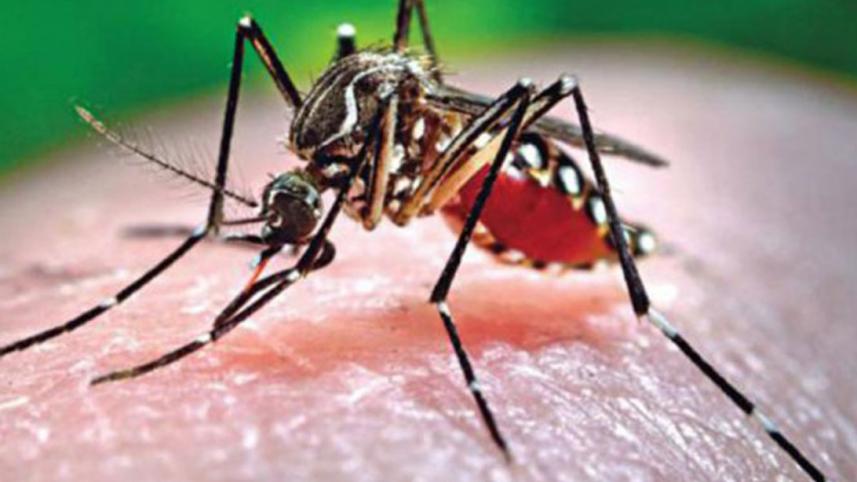 dengue 