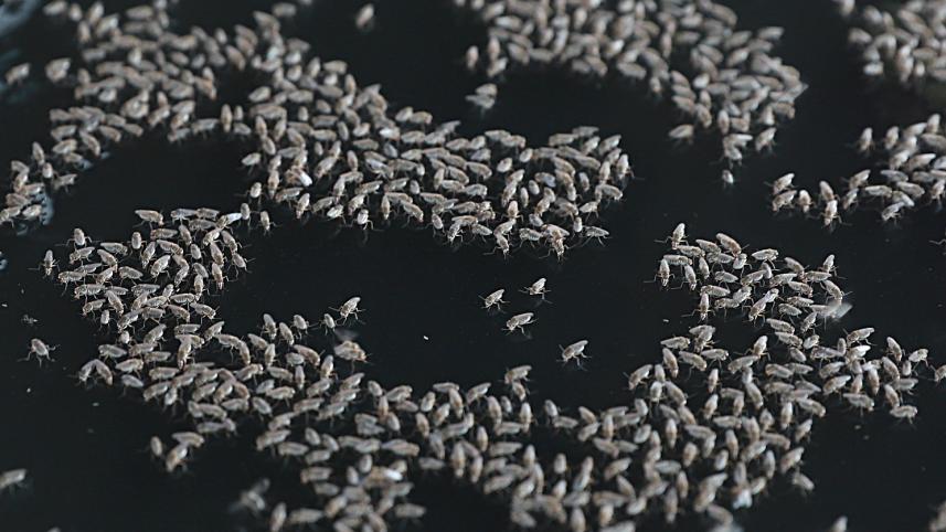 Dengue_mosquito.JPG