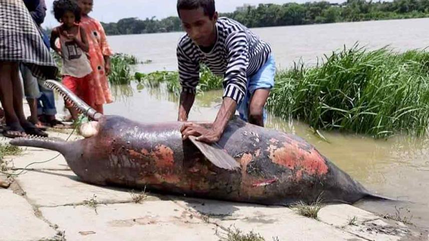 Died-Dolphin1.jpg