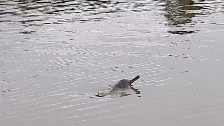 Dolphin_Halda1.jpg